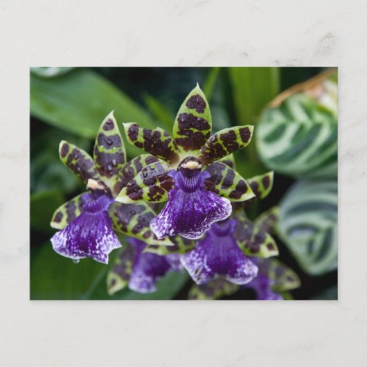 Zygopetalum Orchid Briefkaart (Voorkant)