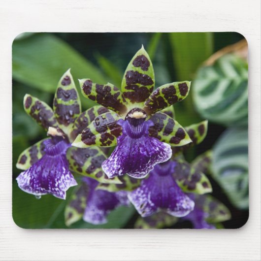 Zygopetalum Orchid Mousepad Muismat (Voorkant)
