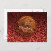 Zygote-ontwikkeling: 24-36 uur briefkaart (Voorkant / Achterkant)