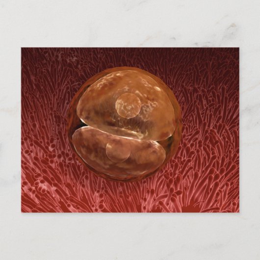 Zygote-ontwikkeling: 24-36 uur briefkaart (Voorkant)