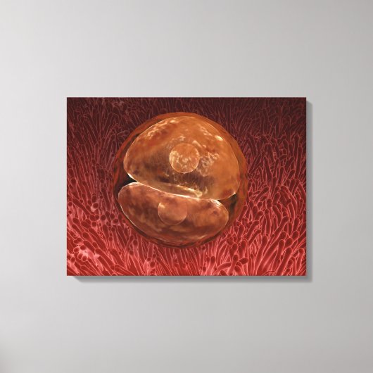 Zygote-ontwikkeling: 24-36 uur canvas afdruk (Voorkant)