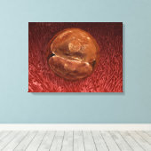 Zygote-ontwikkeling: 24-36 uur canvas afdruk (Insitu (Houten vloer))