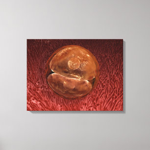 Zygote-ontwikkeling: 24-36 uur canvas afdruk