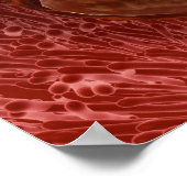 Zygote-ontwikkeling: 24-36 uur poster (Hoek)