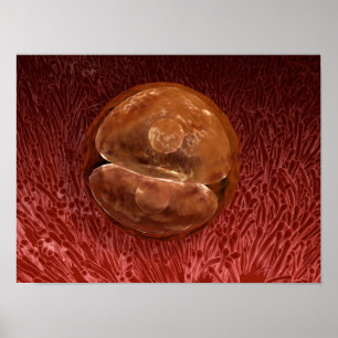 Zygote-ontwikkeling: 24-36 uur poster