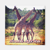 zZA011 ZUID-AFRIKA, Giraffes, Fridge Magneet (Voorkant)
