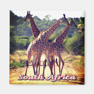 zZA011 ZUID-AFRIKA, Giraffes, Fridge Magneet