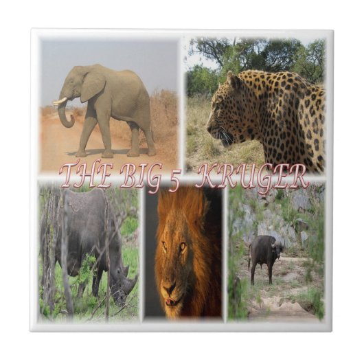 ZZA027 ZUID-AFRIKA, DE GROTE 5 IN KRUGER NP TEGELTJE (Voorkant)
