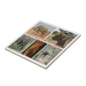 ZZA027 ZUID-AFRIKA, DE GROTE 5 IN KRUGER NP TEGELTJE (Zijkant)