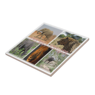 ZZA027 ZUID-AFRIKA, DE GROTE 5 IN KRUGER NP TEGELTJE